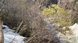妙高 黄金の湯