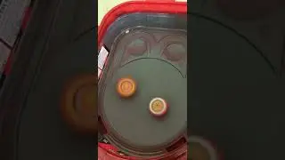 Z achilles vs turbo spryzen￼