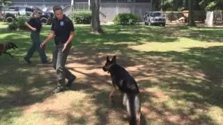 Levels of Obedience Training the GAK9 Way