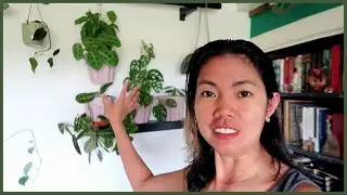 REARRANGING MY PLANT WALL FEAT. LA JOLIE MUSE WALL PLANTER l Myra Murison