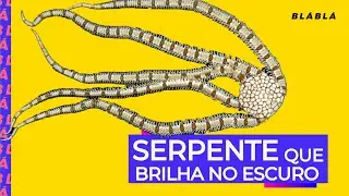O equinodermo que BRILHA NO ESCURO