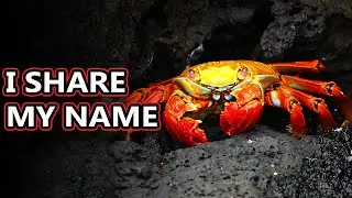 Red Rock Crab facts: but which one?? | Animal Fact Files