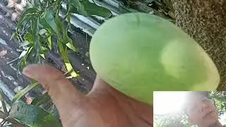 #Update Yearly Harvesting Native Mango 05523