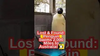 Malnourished Emperor Penguin Recovers After 2,000-Mile Swim