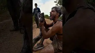 tha big snek #virelshorts #virelfeed #anaconda