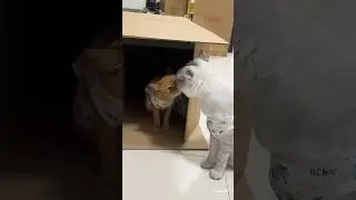 Two cat lovers in Dubai  #catlover #animallover #perfect #pets  #most #catcouple