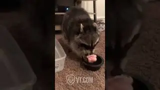 Raccoon Tries to Clean Cotton Candy and Instantly Regrets It 😂🧼