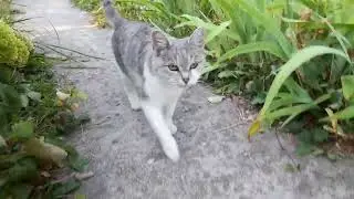 Чужая соседская кошка заглянула в гости на участок 20220806 072710
