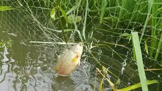 Traditional Fishing in Bangladesh || Natural Fish Hunting With Karen net(Part-02)