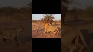 Lion and Leopard Locked in Battle &mdash; Elephant Walks In, Both Quietly Back Away! #viralvideo #viral