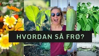 HVORDAN SÅ FRØ? Slik sår vi frø i mai og juni! 🌱 Dyrking for nybegynnere i egen hage.