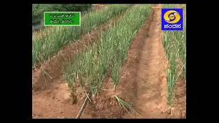 IIHR’s Onion varieties_ಐ ಐ ಎಚ್ ಆರ್ ನ ಈರುಳ್ಳಿ ತಳಿಗಳು
