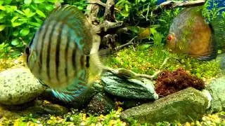 015: Otocinclus Harassing/Attacking My Discus