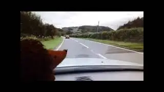 Hedgehog's Revenge
