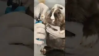 #shorts#🐇🐰grooming# nail trimming of rabbit#ytshorts