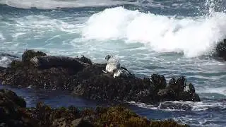 Harbor Seal Yoga | Fort Bragg, CA