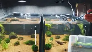 Приехали креветки Оранжевые,Запускаем в креветочник!!!