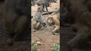 Cute Girl and cute monkey | Toni Family