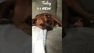 CUTE Puppy Will Make You SMILE! 😃 Inspirational Puppy Talks! #shorts #dog #inspirational