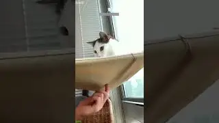Cute Animals 😼 Cat videos Compilation 🥰 # #5205