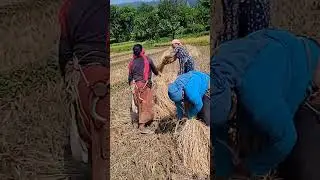 dhan muthaa bandai ##sarpole saato khayo🤣🤣🤣