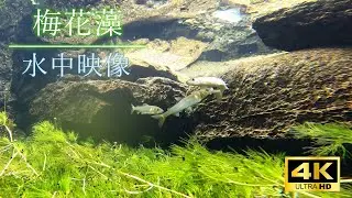 夏の終わり、梅花藻と落ちアユが棲む湧き水の清流。【癒やしの水中映像】