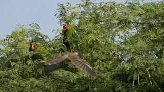 Loro cabeza roja.