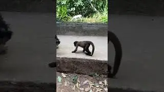 Monkey Plays With Dog #animals #monkey #dog