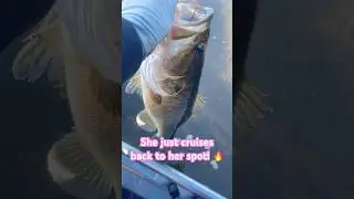 Beautiful! #bassfishing #kayakfishing #kayak #fish #fishing #boatramp #outdoors #shorts #viral #fyp
