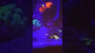 fluval flex 32.5 #aquarium #fish #reeftank #fluval