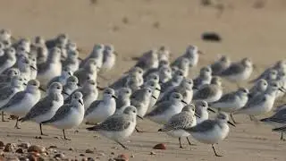 Digitalwildlife.co.uk - Sanderlings, Hayling Island, Hampshire.