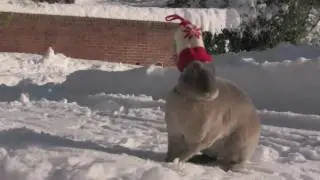 Rex rabbit playing in the snow