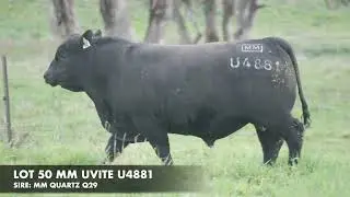 LOT 50 MM UVITE U4881