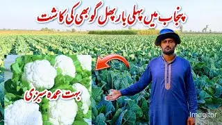 Punjab me phul gobhi ki fasal kasht buht umda sabzi