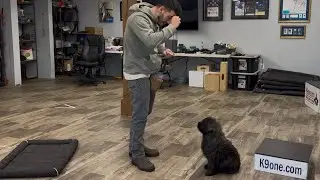 Bouvier des Flandres Puppy Training Update - Fezzik 