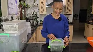 Houseplants In My Mini Greenhouse | Plants In My Propagation Box | Grow Alocasia From Seed
