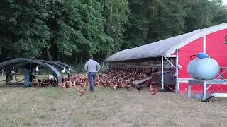 Wilcox Farms Mobile Hen Coop Morning Opening
