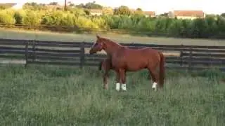 2012 Donnarweiss filly o/f Oldenburg SportPony WickedZ(WickedCourtJester/Zauberelle)