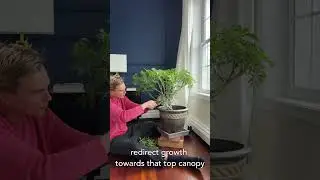 Tips on Pruning Schefflera #houseplants #indoorplants #youtubeshorts #shorts