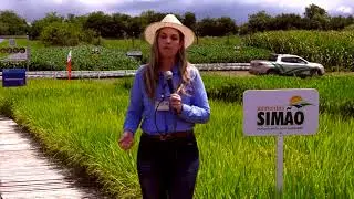 Antecipação da Irrigação em Arroz Irrigado | Parte 01