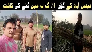 Sugarcane cultivation in village 74 GB, Faisalabad | Types of sugarcane and its economic impact 