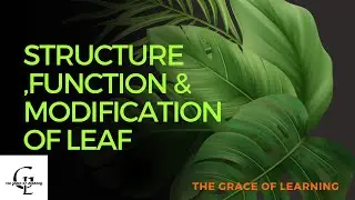 Structure, function and modification of leaf .