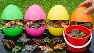 Biggest Catch Ever! Colorful Fish, Turtles & Eels – Full Red Bucket Release surprise eggs. ! 🐠🐢🥚
