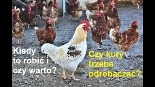 Odcinek 125 Jak odrobaczać kury? Czym jest i co stosować przy odrobaczaniu w hodowli kur niosek