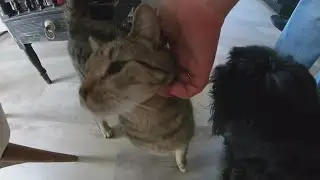 Fundraiser to support Brunswick animal sanctuary's 'kitty condo'