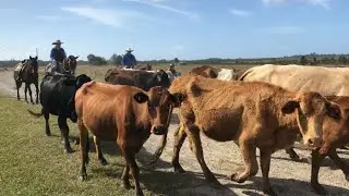 cow tools
