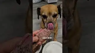 Minion gets his steak!!!