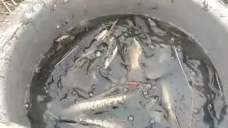 Machali ka video dekhne ka video dekhne 