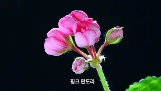새로운 아이들의 꽃....(AI 작곡/루시에 작사) #flowers #제라늄키우기 #가드닝 #베란다정원 #gardening #제라늄 #제라늄삽목