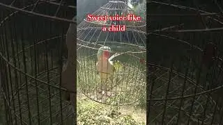 parrot voice#sweet voice#nature#bird#shorts